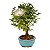 Bonsai de Calliandra Branca 5 Anos ( 30 cm ) - Imagem 2