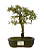 Bonsai de Piracanta Varegata 4 anos ( 25 cm) - Imagem 1