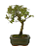 Bonsai de Piracanta Varegata 4 anos ( 25 cm) - Imagem 2