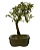 Bonsai de Piracanta Varegata 4 anos ( 25 cm) - Imagem 4