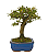 Bonsai de Piracanta Varegata 4 anos ( 25 cm) - Imagem 10
