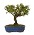 Bonsai de Piracanta Varegata 4 anos ( 25 cm) - Imagem 11