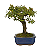 Bonsai de Piracanta Varegata 4 anos ( 25 cm) - Imagem 12