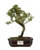 Bonsai de Piracanta Varegata 4 anos ( 25 cm) - Imagem 5