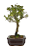Bonsai de Piracanta Varegata 4 anos ( 25 cm) - Imagem 6