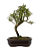 Bonsai de Piracanta Varegata 4 anos ( 25 cm) - Imagem 7
