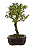 Bonsai de Piracanta Varegata 4 anos ( 25 cm) - Imagem 8