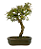 Bonsai de Piracanta Varegata 4 anos ( 25 cm) - Imagem 3