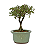 Serissa Rosa (Phoetida)  3 anos ( 25 cm) Florescendo - Imagem 10