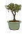 Serissa Rosa (Phoetida)  3 anos ( 25 cm) Florescendo - Imagem 12