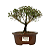Serissa Rosa (Phoetida)  3 anos ( 25 cm) Florescendo - Imagem 5