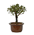 Serissa Rosa (Phoetida)  3 anos ( 25 cm) Florescendo - Imagem 6