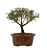 Serissa Rosa (Phoetida)  3 anos ( 25 cm) Florescendo - Imagem 7