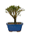 Serissa Rosa (Phoetida)  3 anos ( 25 cm) Florescendo - Imagem 3