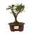 Serissa Rosa (Phoetida)  3 anos ( 25 cm) Florescendo - Imagem 5