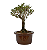 Serissa Rosa (Phoetida)  3 anos ( 25 cm) Florescendo - Imagem 6