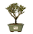 Serissa Rosa (Phoetida)  3 anos ( 25 cm) Florescendo - Imagem 1