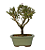 Serissa Rosa (Phoetida)  3 anos ( 25 cm) Florescendo - Imagem 3