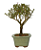Serissa Rosa (Phoetida)  3 anos ( 25 cm) Florescendo - Imagem 4