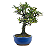 Bonsai de Piracanta Amarela 5 anos ( 25 cm) - Imagem 2