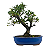 Bonsai de Piracanta Amarela 5 anos ( 25 cm) - Imagem 3
