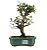 Bonsai de Piracanta Amarela 5 anos ( 25 cm) - Imagem 5