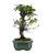 Bonsai de Piracanta Amarela 5 anos ( 25 cm) - Imagem 6
