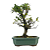 Bonsai de Piracanta Amarela 5 anos ( 25 cm) - Imagem 7