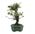 Bonsai de Piracanta Amarela 5 anos ( 25 cm) - Imagem 8