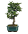 Bonsai de Piracanta Amarela 5 anos ( 25 cm) - Imagem 10