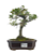 Bonsai de Piracanta Amarela 5 anos ( 25 cm) - Imagem 9