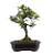 Bonsai de Piracanta Amarela 5 anos ( 25 cm) - Imagem 11