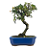 Bonsai de Piracanta Amarela 5 anos ( 25 cm) - Imagem 3
