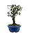 Bonsai de Piracanta Amarela 5 anos ( 25 cm) - Imagem 4