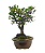 Bonsai de Piracanta Amarela 5 anos ( 25 cm) - Imagem 10