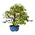 Bonsai de Calliandra Rosa 14 Anos ( 46 cm ) - Imagem 4