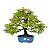 Bonsai de Calliandra Rosa 14 Anos ( 46 cm ) - Imagem 1