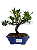 Bonsai de Jasmim Anão (Gardênia) 3 anos - 19 cm - Imagem 1