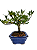 Bonsai de Jasmim Anão (Gardênia) 3 anos - 19 cm - Imagem 4