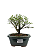 Serissa Phoetida Rosa  3 anos ( 19 cm) Florescendo - Imagem 1