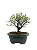 Serissa Phoetida Rosa  3 anos ( 19 cm) Florescendo - Imagem 3