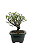 Serissa Phoetida Rosa  3 anos ( 19 cm) Florescendo - Imagem 2