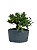 Pré Bonsai de Jasmim Anão (Gardênia) 4 anos - 36 cm - Imagem 2