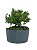 Pré Bonsai de Jasmim Anão (Gardênia) 4 anos - 36 cm - Imagem 3