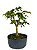 Pré Bonsai de Acer Palmatum ( Momiji ) 4 anos (30 cm) - Imagem 4