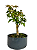 Pré Bonsai de Acer Palmatum ( Momiji ) 4 anos (30 cm) - Imagem 3