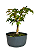 Pré Bonsai de Acer Palmatum ( Momiji ) 4 anos (30 cm) - Imagem 2