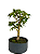 Pré Bonsai de Acer Palmatum ( Momiji ) 4 anos (30 cm) - Imagem 1