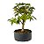 Pré Bonsai de Acer Palmatum ( Momiji ) 4 anos (32 cm) - Imagem 3