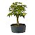 Pré Bonsai de Acer Palmatum ( Momiji ) 4 anos (32 cm) - Imagem 2